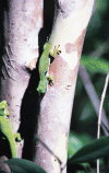 Peacock Day Gecko ssp. quadriocellata (Phelsuma quadriocellata quadriocellata)