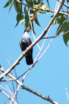Madagascan Blue Pigeon (Alectroenas madagascariensis)