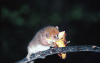 Grey Mouse Lemur (Microcebus murinus)