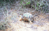 Radiated Tortoise (Astrochelys radiata)