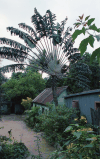 Traveler's Palm (Ravenala madagascariensis)