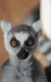 Closeup Ring-tailed Lemur