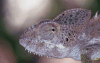 Head Chameleon Note Eye
