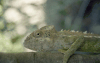 Close-up Chameleon