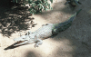 Malagasi Crocodile (Crocodylus niloticus madagascariensis)