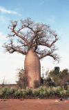 Baobab (Adansonia sp.)