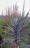 Large Blooming Aloe