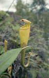 Madagascar Pitcher Plant (Nepenthes madagascariensis)