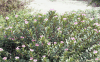Madagascar Periwinkle (Catharanthus roseus)