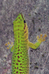 Madagascar Day Gecko ssp. boehmei (Phelsuma madagascariensis boehmei)