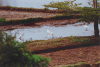 Dimorphic Egret (Egretta dimorpha)