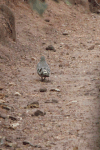 Blue-spotted Wood Dove (Turtur afer)