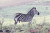 Crawshay's Zebra (Equus quagga crawshayi)
