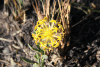 Yellowhead Curryflower (Gnidia kraussiana)