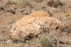 Small Termite Mound Soil