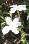 White Ink Flower (Cycnium adonense)