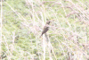 Montane Widowbird (Euplectes psammacromius)