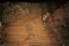 Spotted Eagle Owl (Bubo africanus)