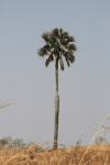 African Fan Palm (Borassus aethiopum)