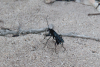 Spider Wasp (Pompilidae gen.)