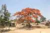 Flamboyant Tree (Delonix regia)