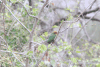 Böhm's Bee-eater (Merops boehmi)