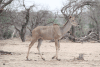 Southern Greater Kudu (Tragelaphus strepsiceros strepsiceros)