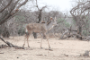 Southern Greater Kudu (Tragelaphus strepsiceros strepsiceros)