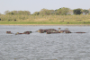Hippos Resting Water