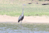 Goliath Heron (Ardea goliath)