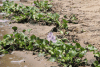 Common Water Hyacinth (Pontederia crassipes)