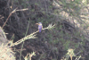 Southern Malachite Kingfisher (Corythornis cristatus cristatus)