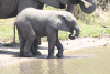 Drinking Baby Elephant
