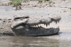 Close-up Southern African Crocodile