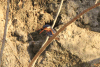 Southern Malachite Kingfisher (Corythornis cristatus cristatus)