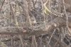 Mainland Bearded Scrub Robin (Cercotrichas quadrivirgata quadrivirgata)