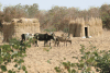 Fulani Huts Cattle