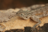 Agama Lizard (Agama sp.)
