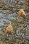 Weaver Bird Nests