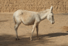 Albino Donkey