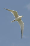 Tern (Sterninae gen.)