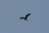 Ibis Flight