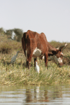 Zebu Cattle Shore Niger