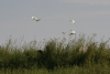 Egrets Taking Off All