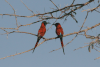Northern Carmine Bee-eater (Merops nubicus)