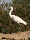 Western Little Egret (Egretta garzetta garzetta)