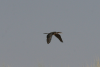 African Reed Cormorant Flight