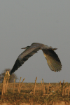 Western Grey Heron Flight