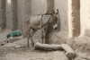 Donkey Resting Shade
