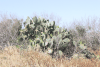 Indian Prickly-pear Cactus (Opuntia ficus-indica)